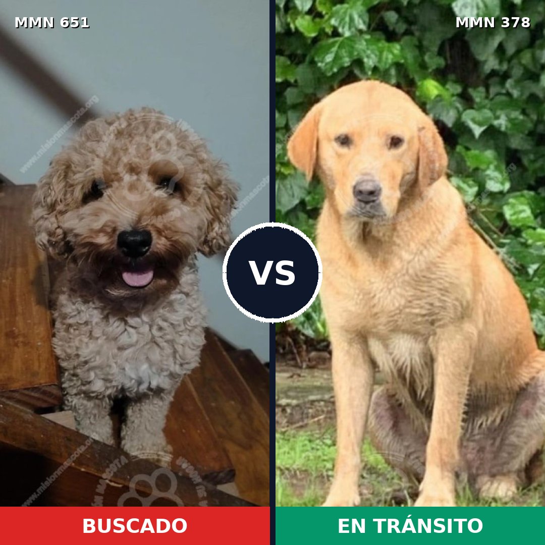 Comparativa MMS 9399: mascota perdida y mascota encontrada, 33% de similitud