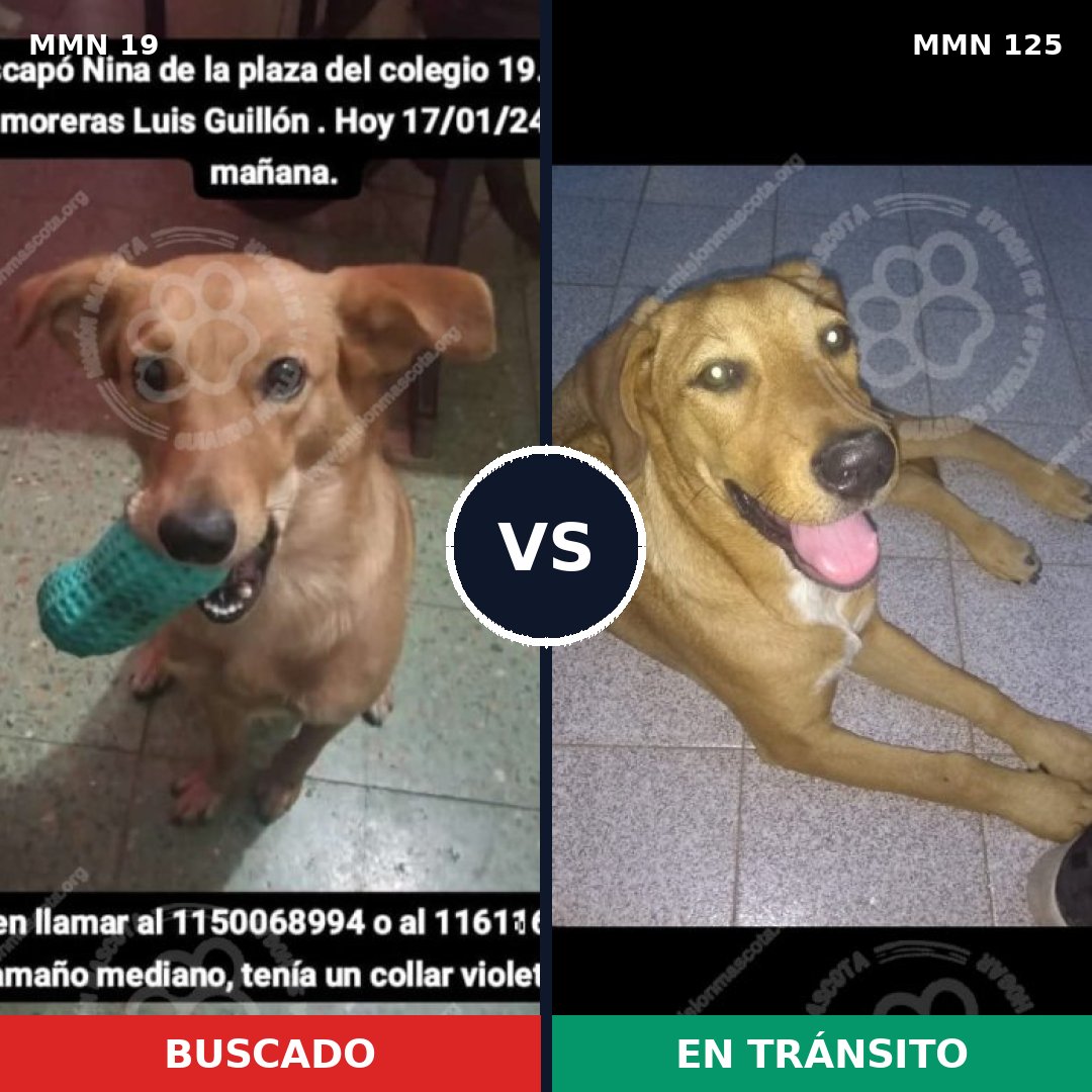Comparativa MMS 940: mascota perdida y mascota encontrada, 80% de similitud