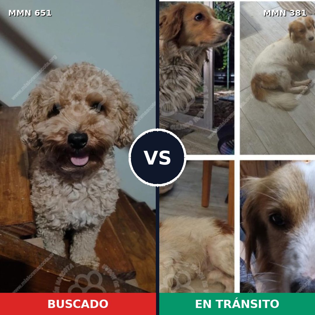 Comparativa MMS 9400: mascota perdida y mascota encontrada, 34% de similitud