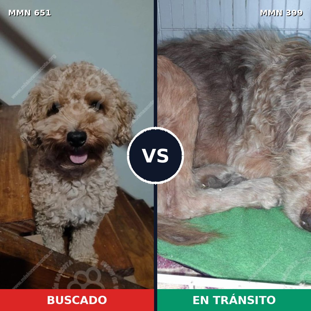 Comparativa MMS 9403: mascota perdida y mascota encontrada, 35% de similitud