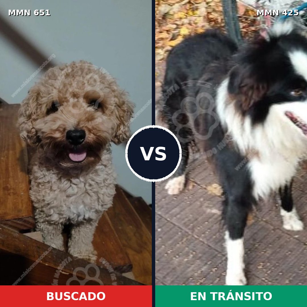 Comparativa MMS 9406: mascota perdida y mascota encontrada, 30% de similitud