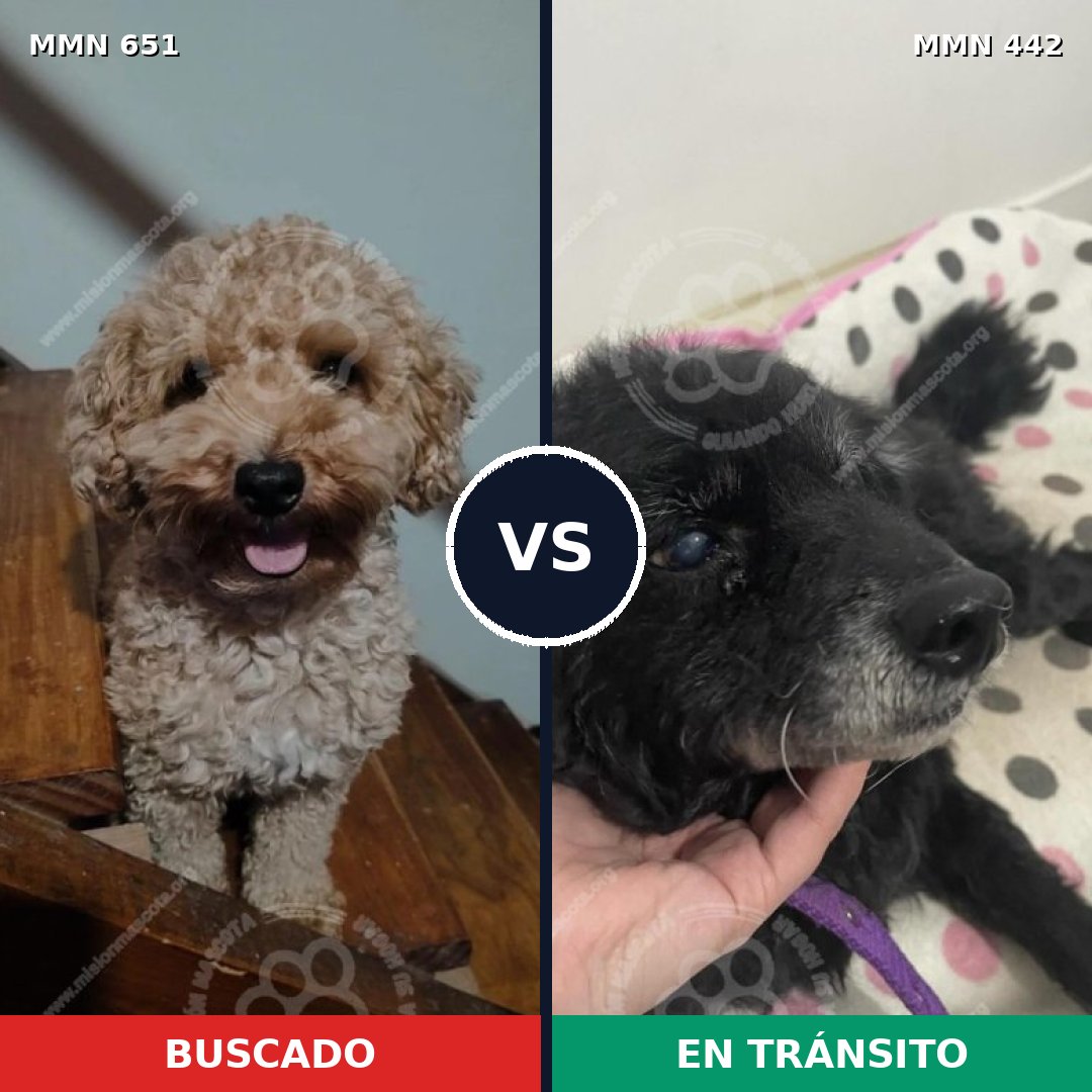 Comparativa MMS 9408: mascota perdida y mascota encontrada, 25% de similitud