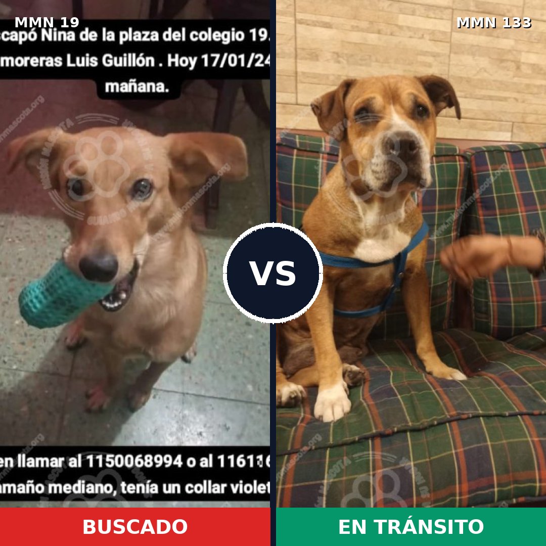 Comparativa MMS 941: mascota perdida y mascota encontrada, 79% de similitud