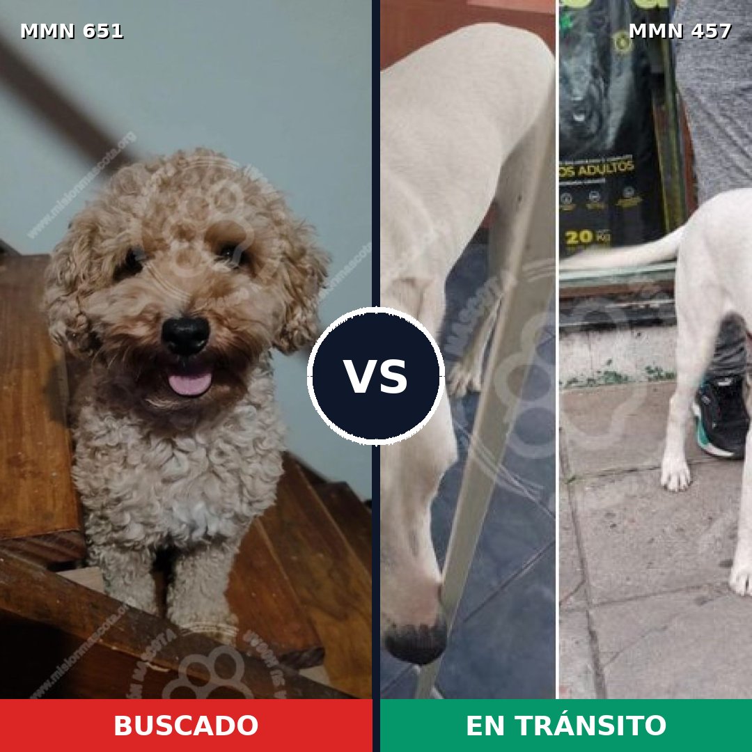 Comparativa MMS 9410: mascota perdida y mascota encontrada, 18% de similitud