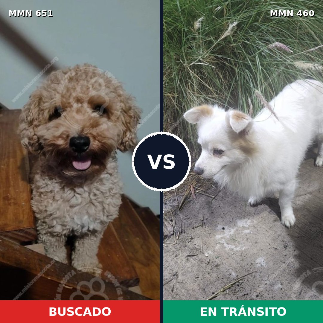 Comparativa MMS 9411: mascota perdida y mascota encontrada, 43% de similitud