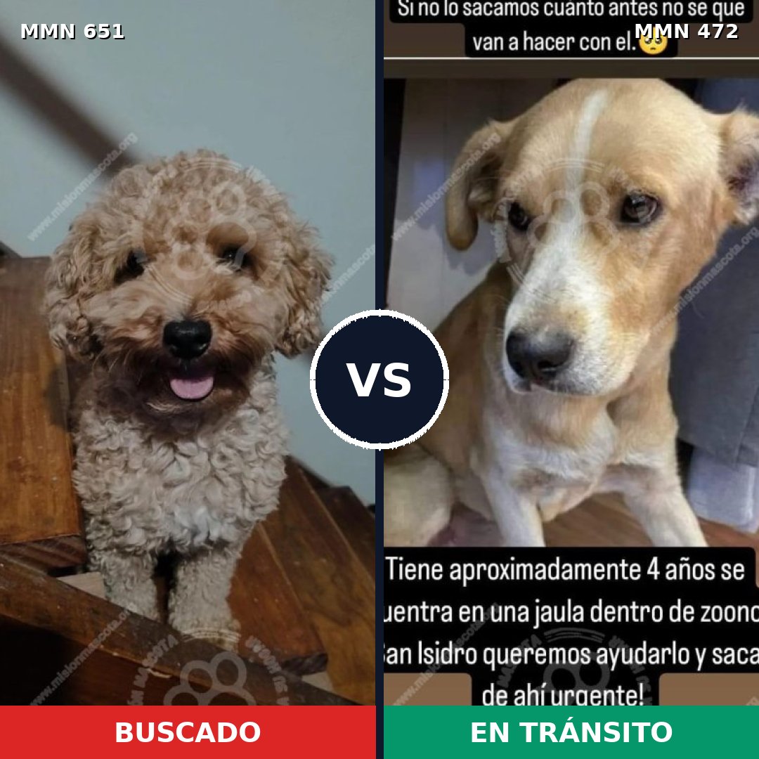 Comparativa MMS 9413: mascota perdida y mascota encontrada, 30% de similitud