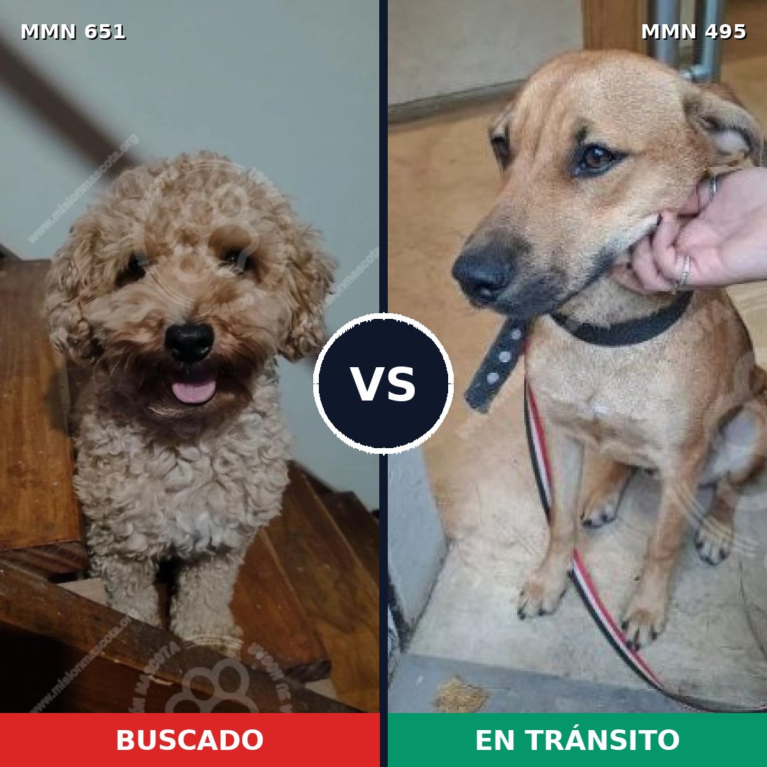 Comparativa MMS 9416: mascota perdida y mascota encontrada, 35% de similitud
