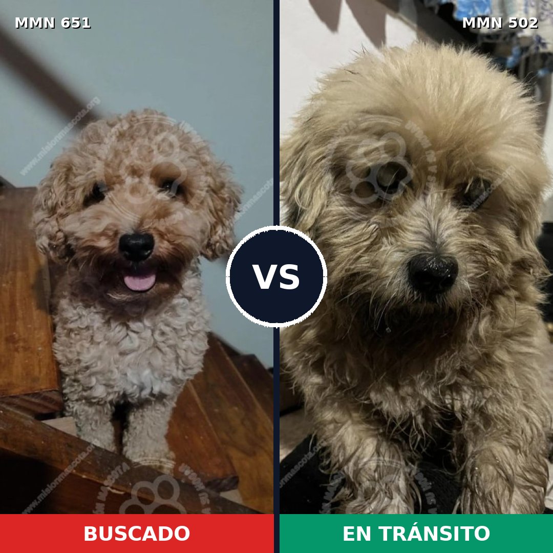 Comparativa MMS 9417: mascota perdida y mascota encontrada, 43% de similitud