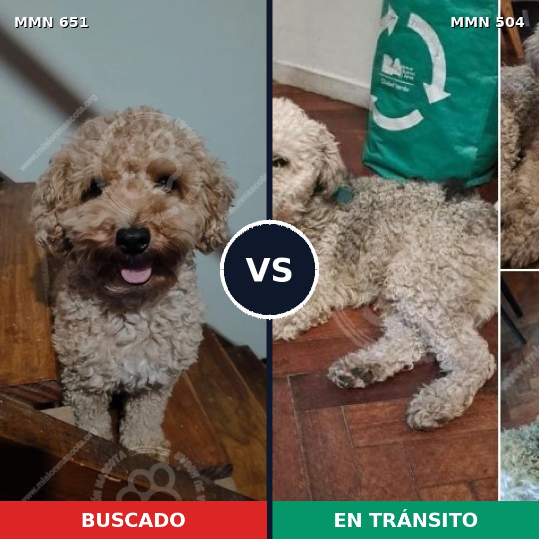 Comparativa MMS 9418: mascota perdida y mascota encontrada, 26% de similitud