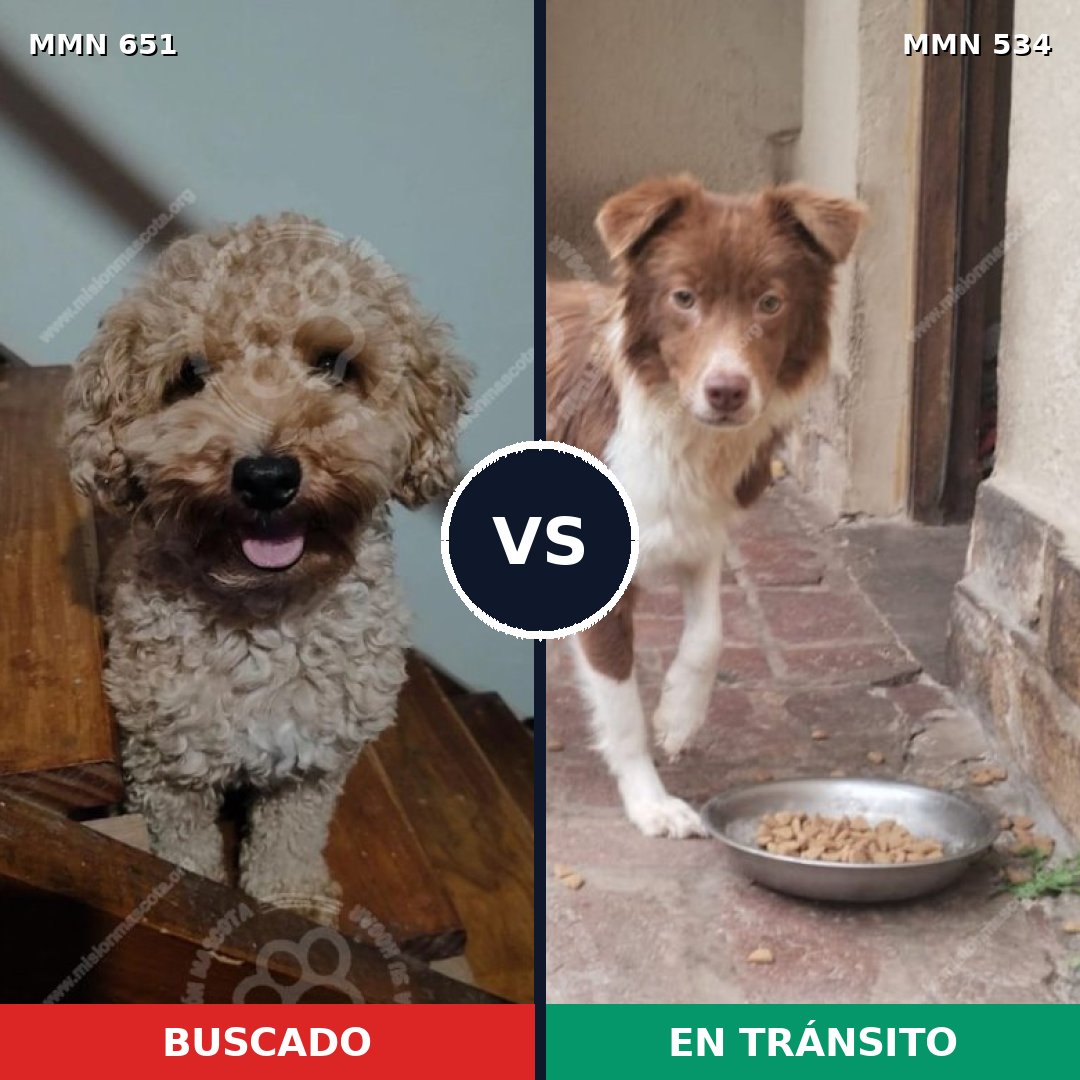 Comparativa MMS 9420: mascota perdida y mascota encontrada, 30% de similitud