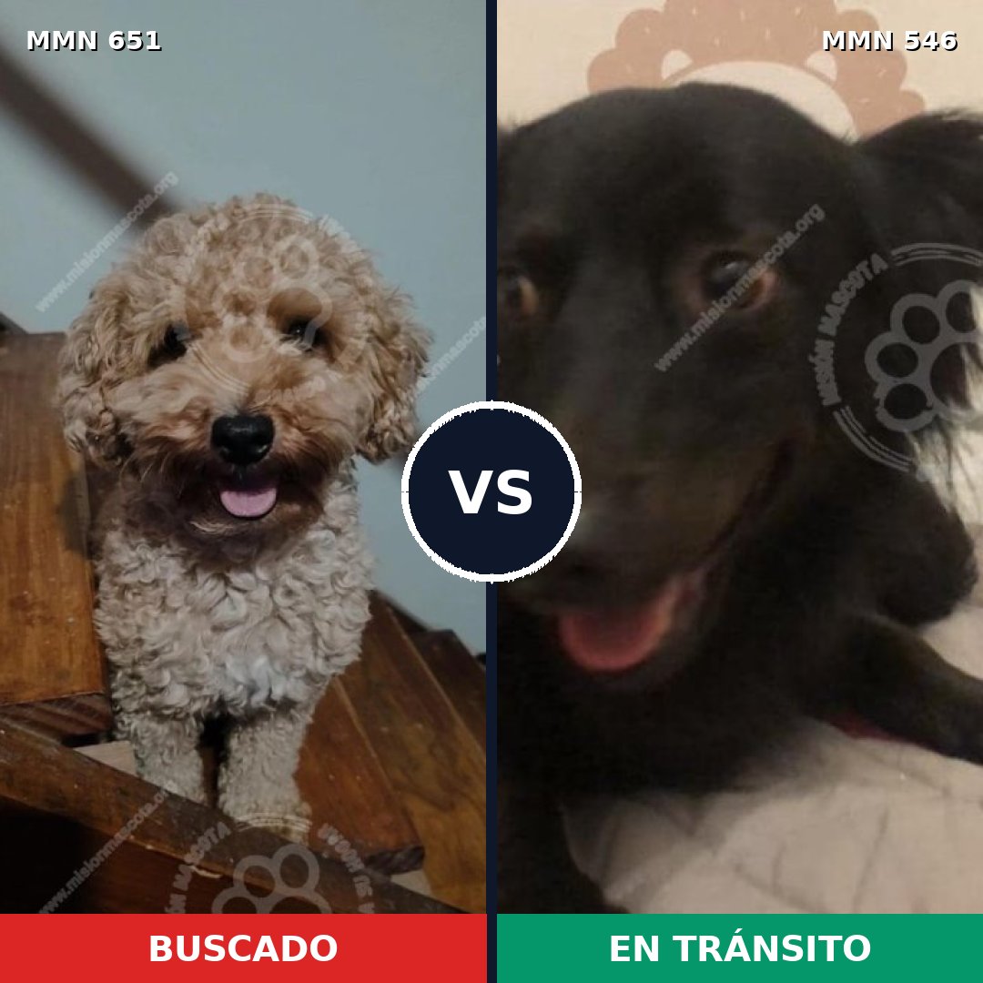 Comparativa MMS 9422: mascota perdida y mascota encontrada, 34% de similitud