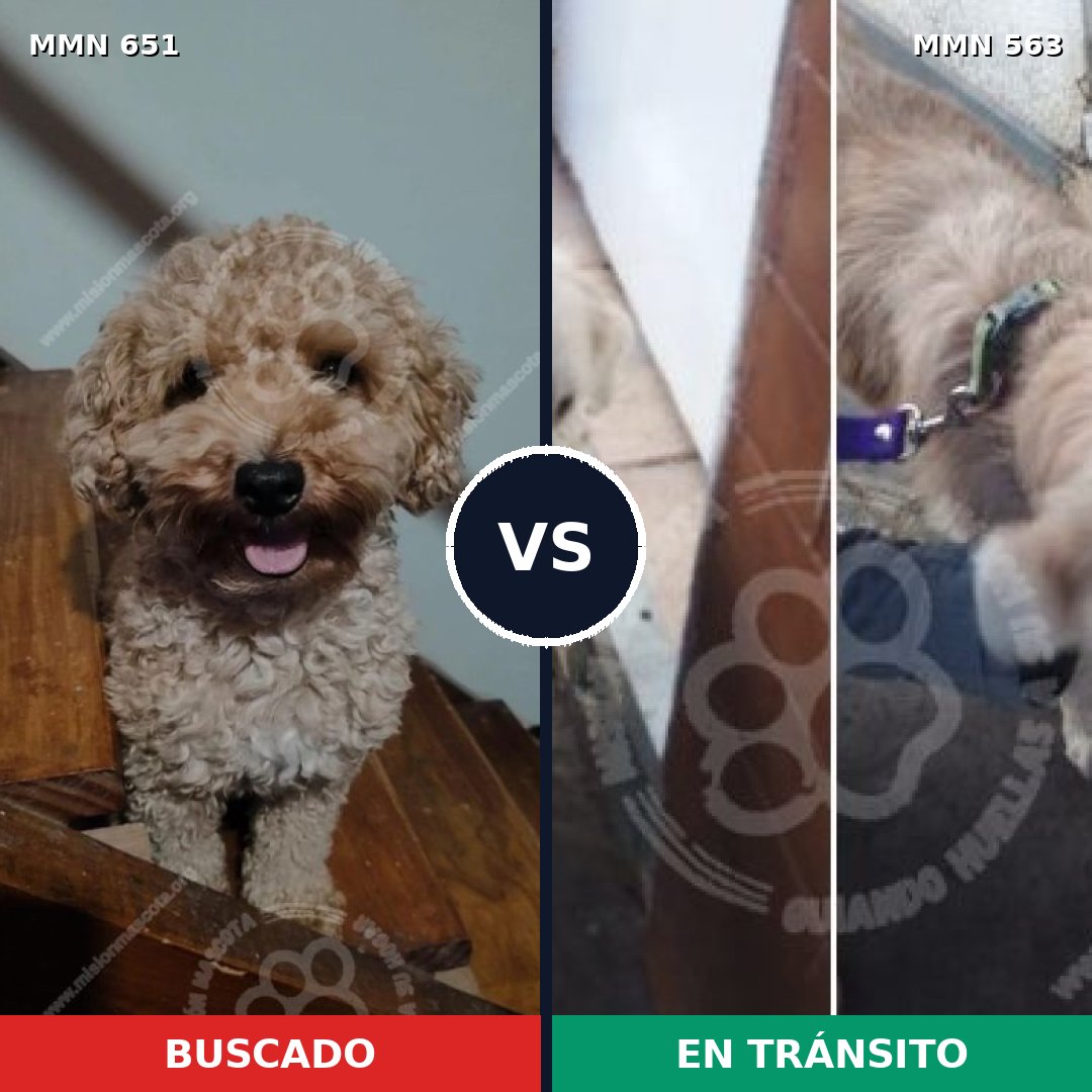 Comparativa MMS 9423: mascota perdida y mascota encontrada, 25% de similitud