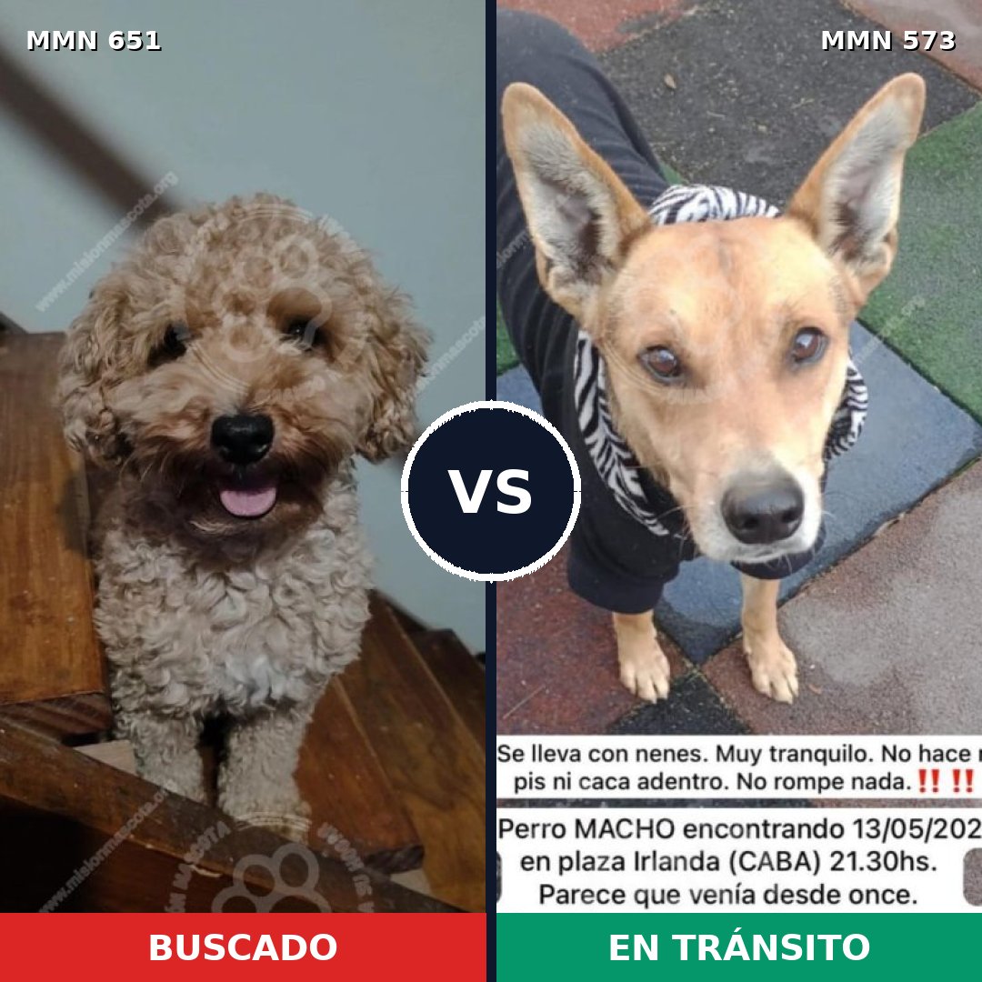 Comparativa MMS 9424: mascota perdida y mascota encontrada, 27% de similitud