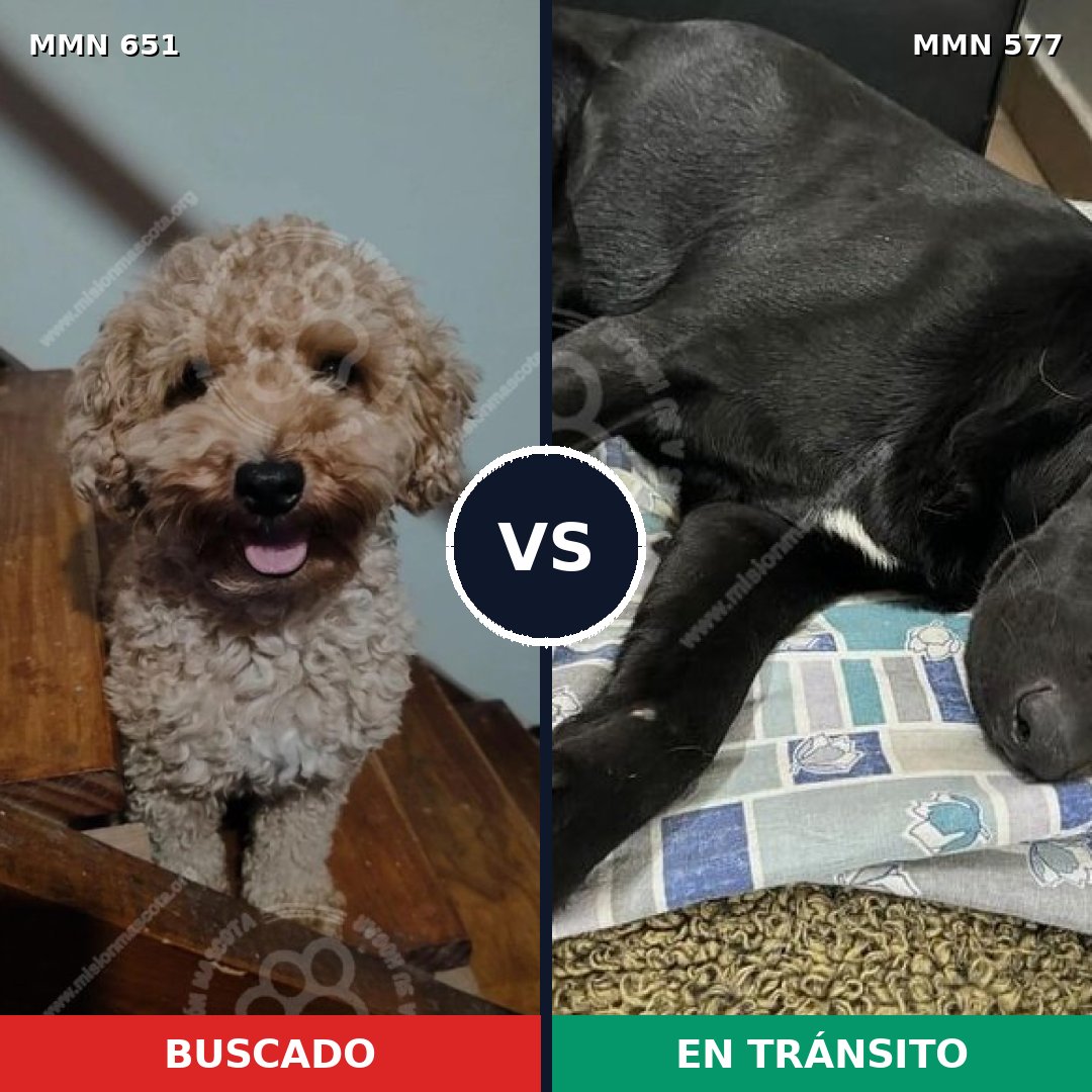 Comparativa MMS 9425: mascota perdida y mascota encontrada, 25% de similitud
