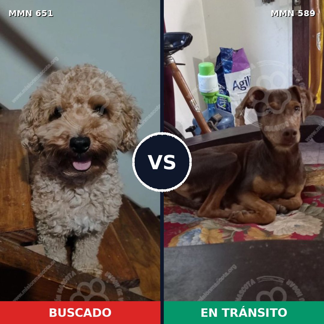 Comparativa MMS 9427: mascota perdida y mascota encontrada, 30% de similitud