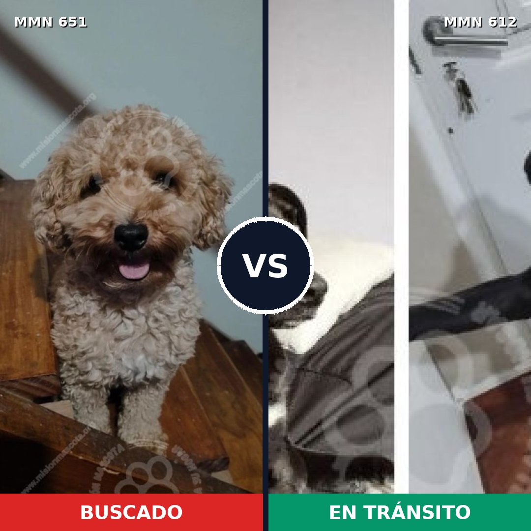 Comparativa MMS 9429: mascota perdida y mascota encontrada, 26% de similitud