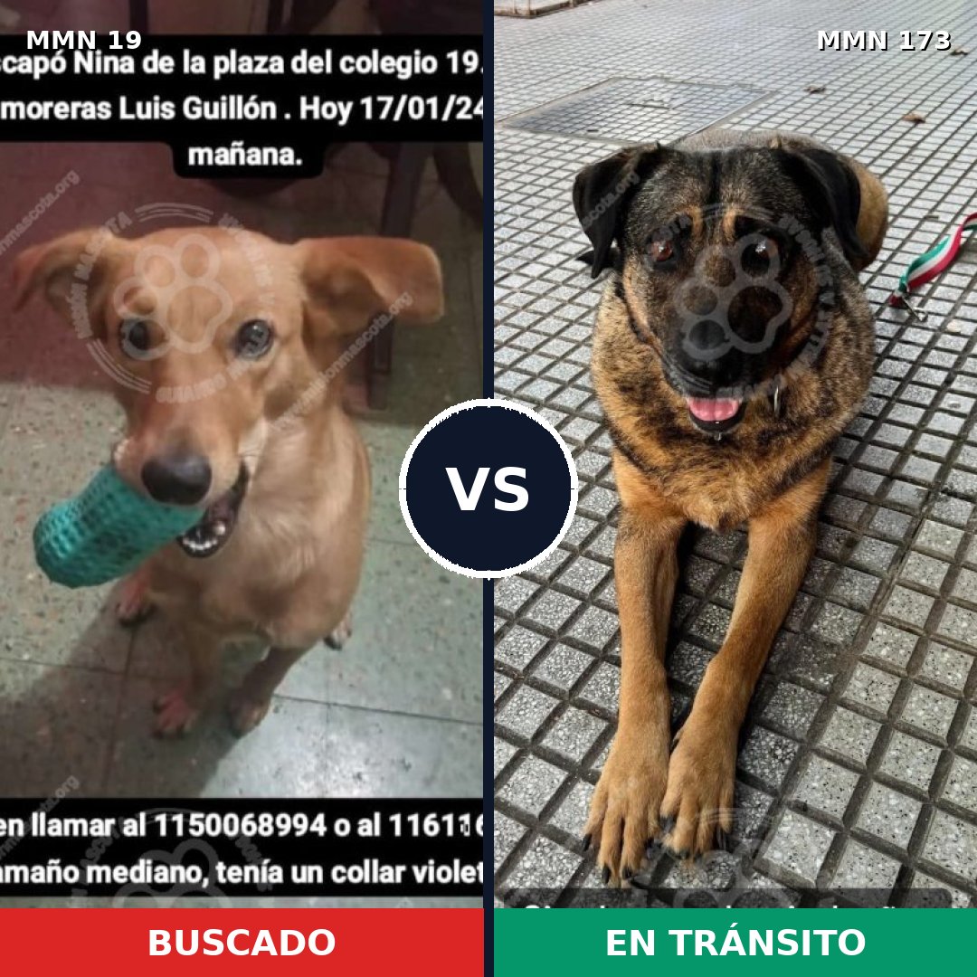Comparativa MMS 943: mascota perdida y mascota encontrada, 74% de similitud