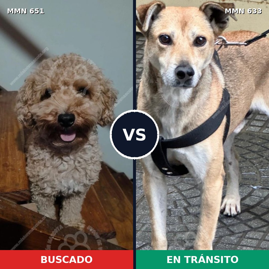 Comparativa MMS 9430: mascota perdida y mascota encontrada, 34% de similitud