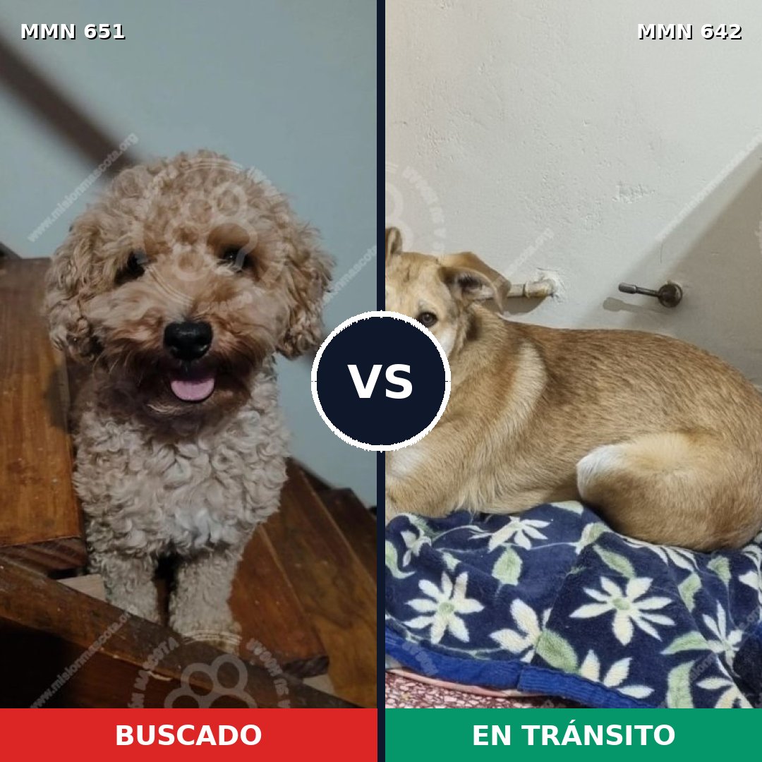 Comparativa MMS 9431: mascota perdida y mascota encontrada, 34% de similitud