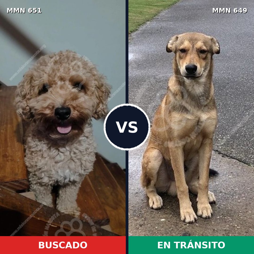 Comparativa MMS 9432: mascota perdida y mascota encontrada, 38% de similitud