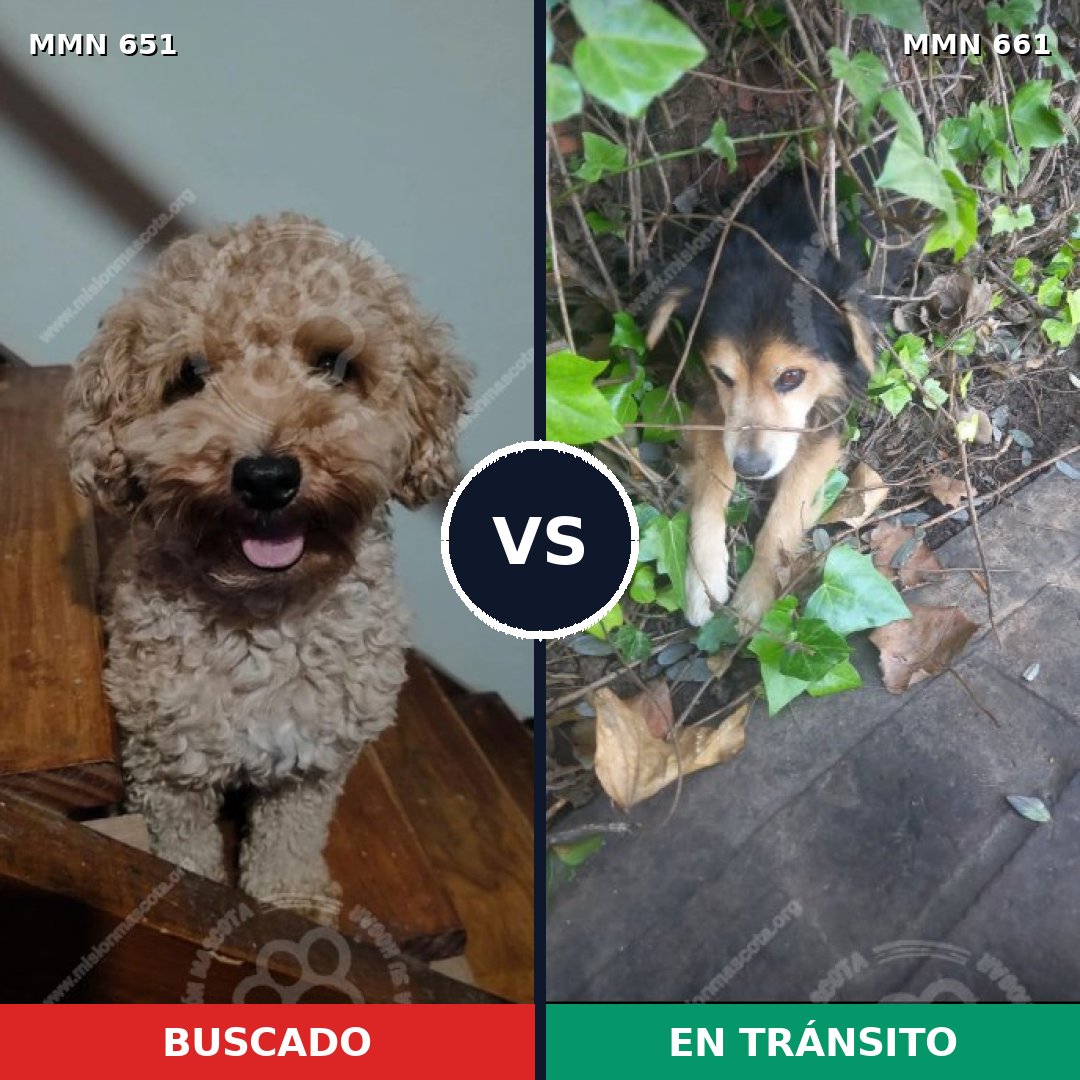 Comparativa MMS 9433: mascota perdida y mascota encontrada, 41% de similitud