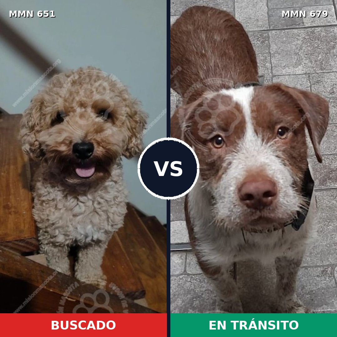 Comparativa MMS 9436: mascota perdida y mascota encontrada, 27% de similitud
