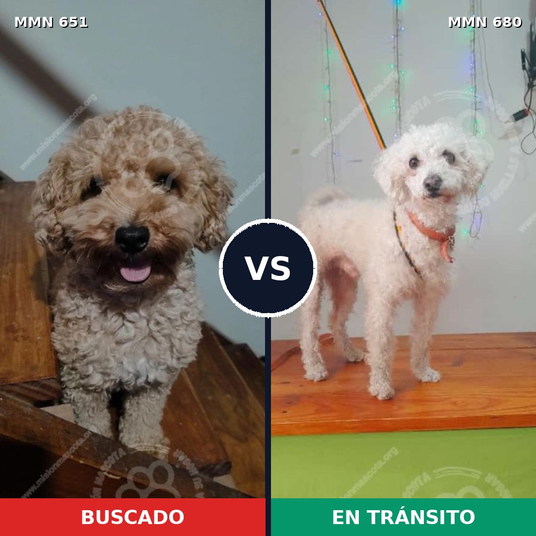 Comparativa MMS 9437: mascota perdida y mascota encontrada, 35% de similitud