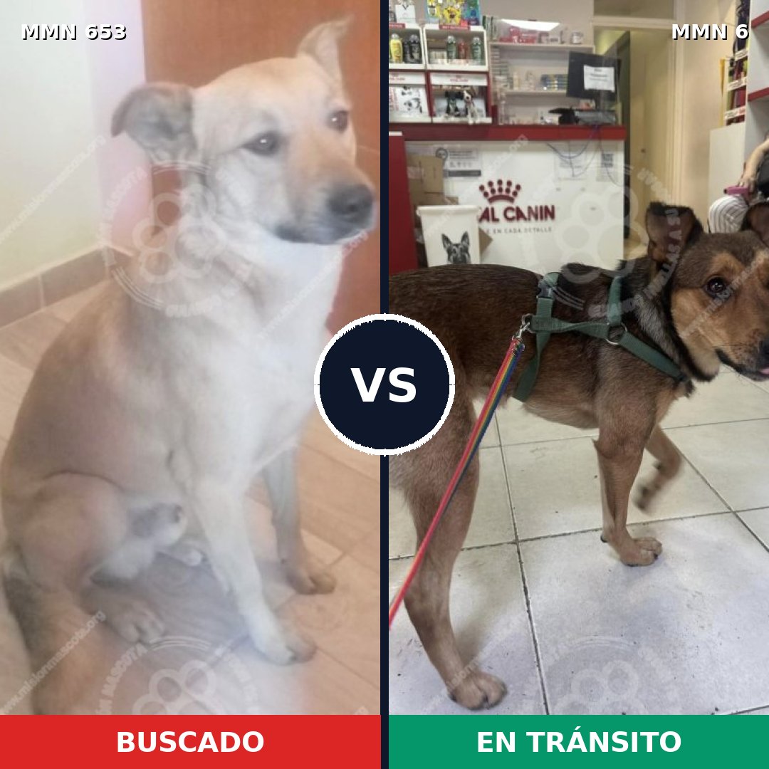Comparativa MMS 9439: mascota perdida y mascota encontrada, 72% de similitud