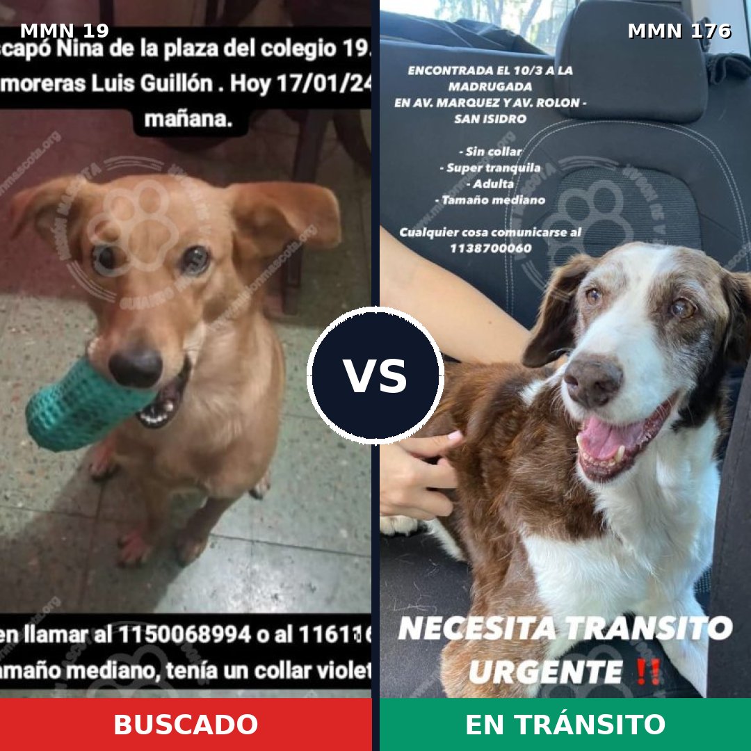 Comparativa MMS 944: mascota perdida y mascota encontrada, 78% de similitud