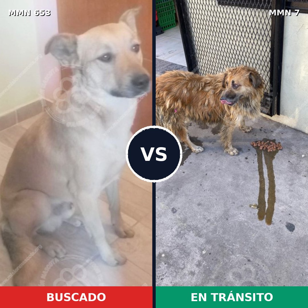 Comparativa MMS 9440: mascota perdida y mascota encontrada, 68% de similitud