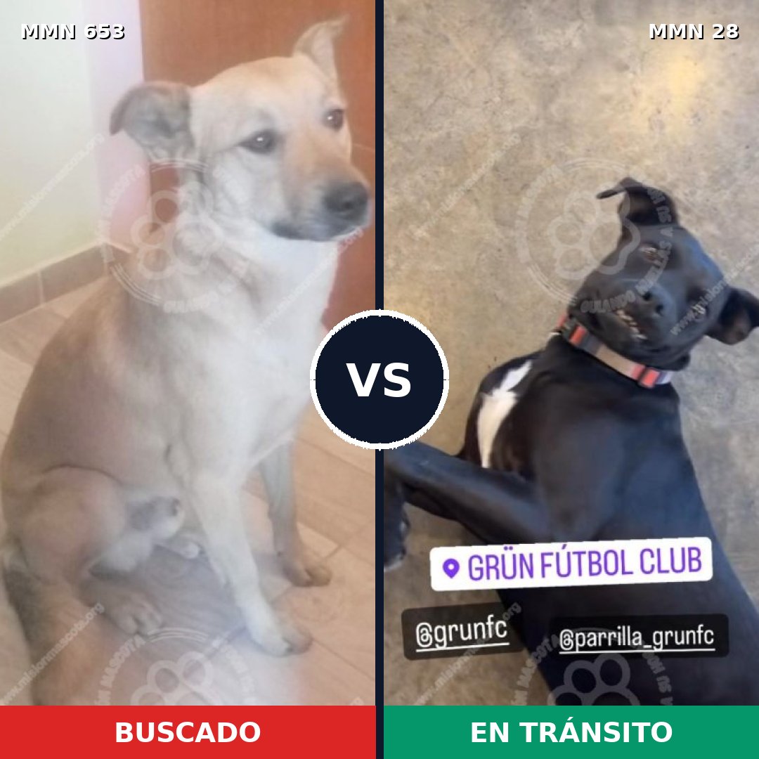 Comparativa MMS 9442: mascota perdida y mascota encontrada, 72% de similitud