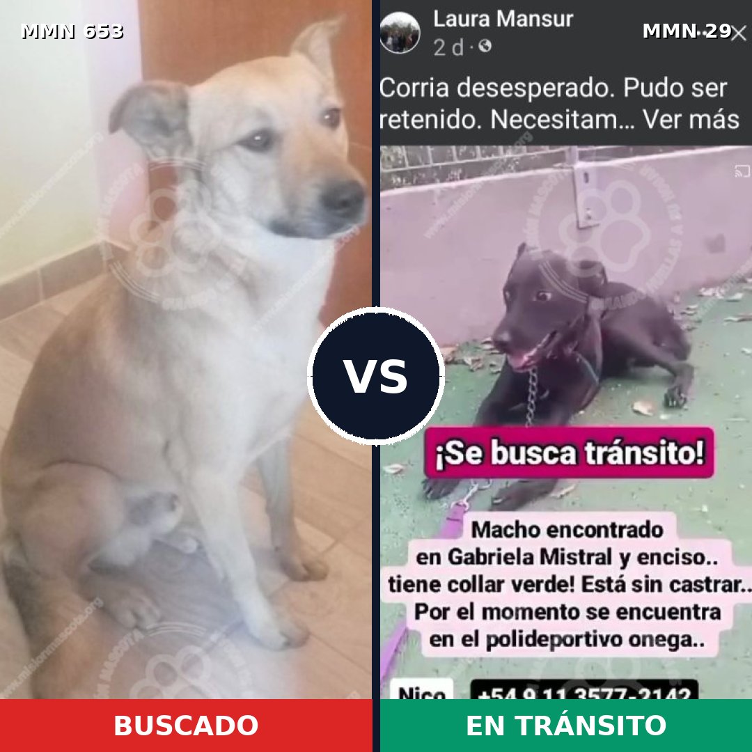 Comparativa MMS 9443: mascota perdida y mascota encontrada, 56% de similitud