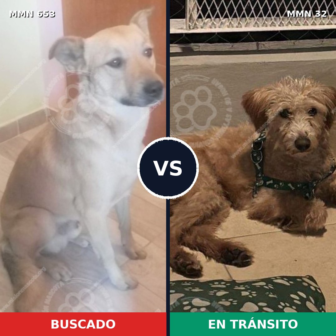Comparativa MMS 9444: mascota perdida y mascota encontrada, 73% de similitud