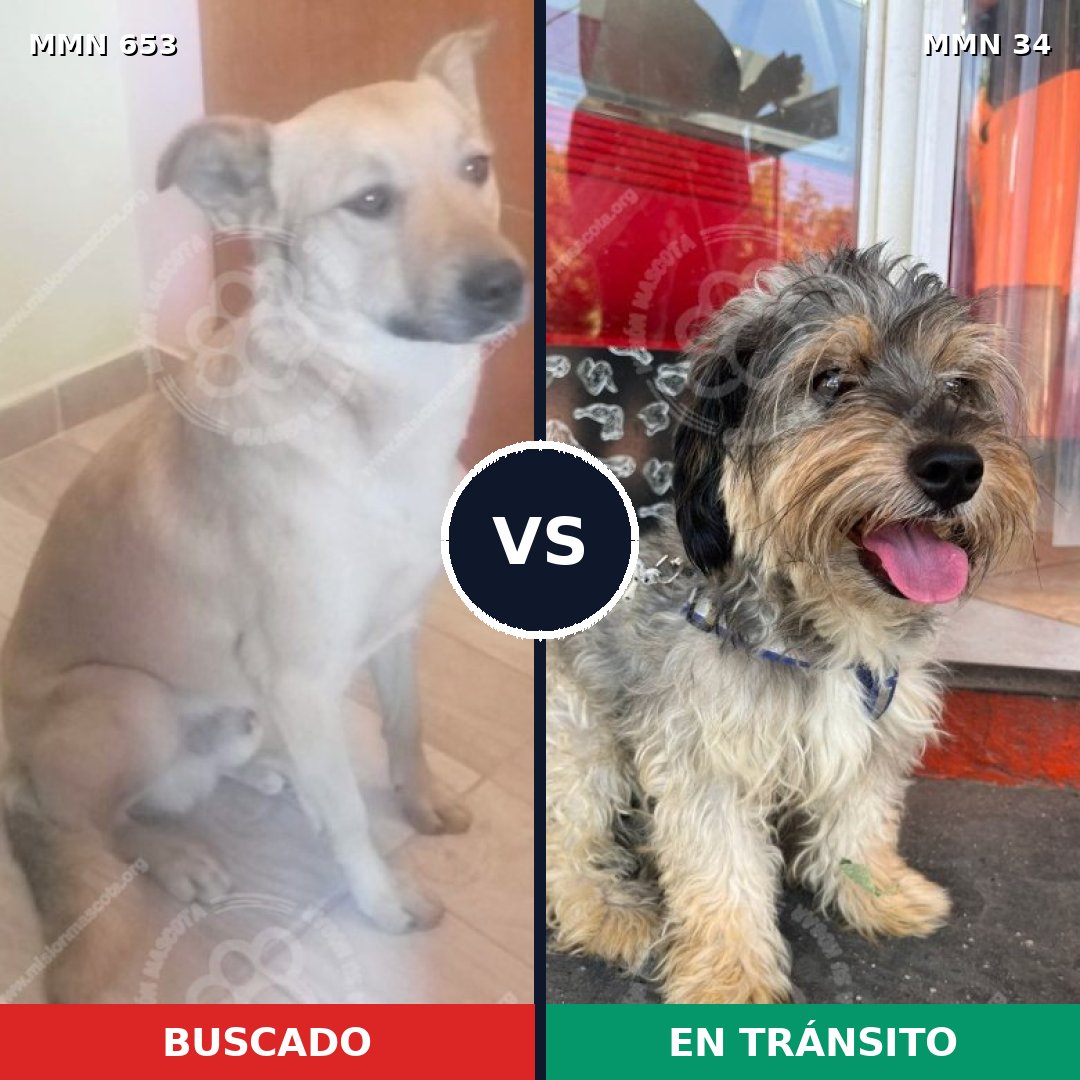 Comparativa MMS 9445: mascota perdida y mascota encontrada, 61% de similitud