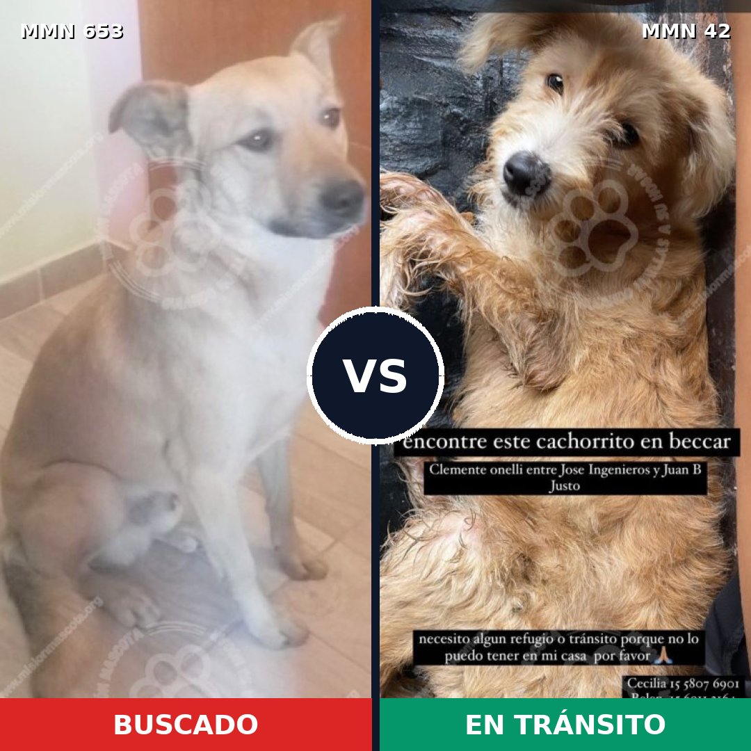 Comparativa MMS 9446: mascota perdida y mascota encontrada, 62% de similitud