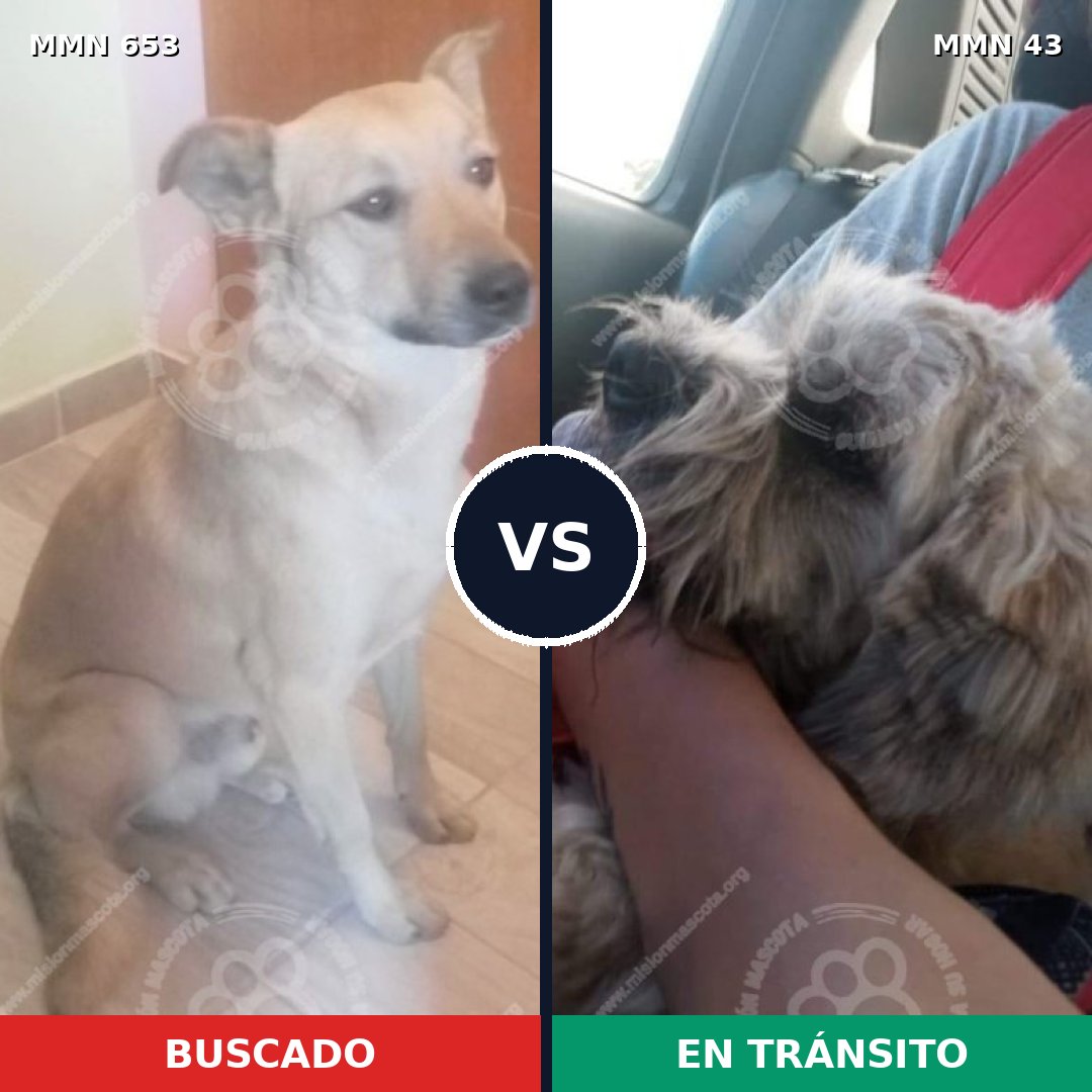 Comparativa MMS 9447: mascota perdida y mascota encontrada, 69% de similitud