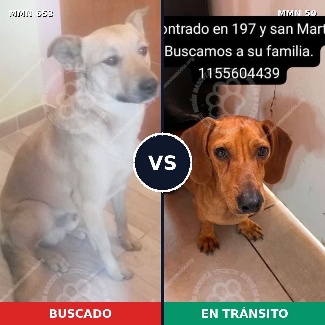 Comparativa MMS 9448: mascota perdida y mascota encontrada, 28% de similitud