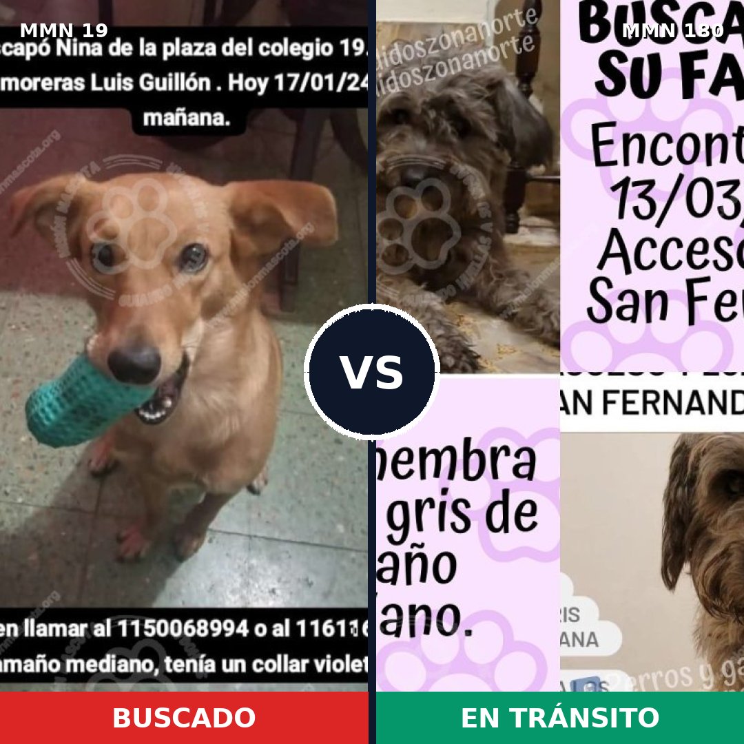 Comparativa MMS 945: mascota perdida y mascota encontrada, 73% de similitud