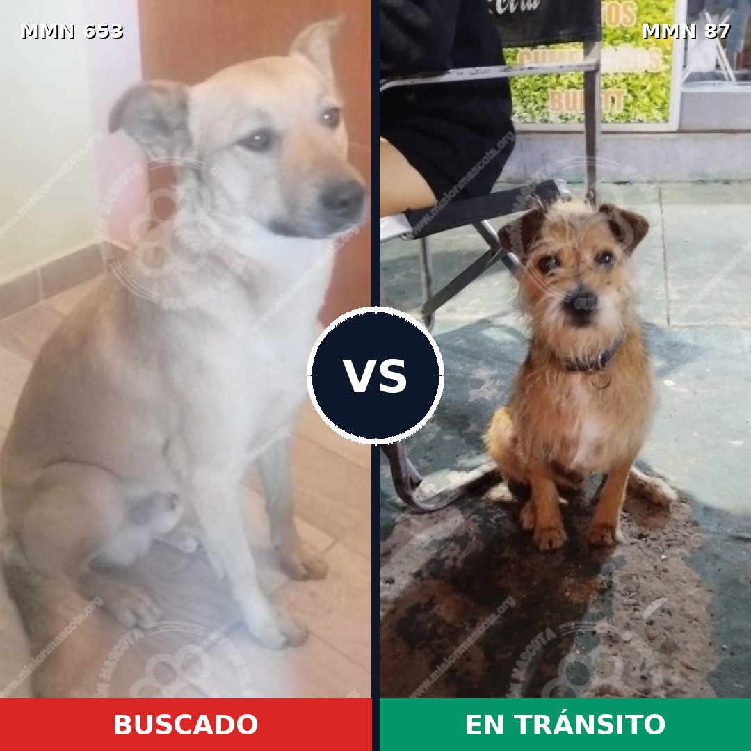 Comparativa MMS 9450: mascota perdida y mascota encontrada, 71% de similitud