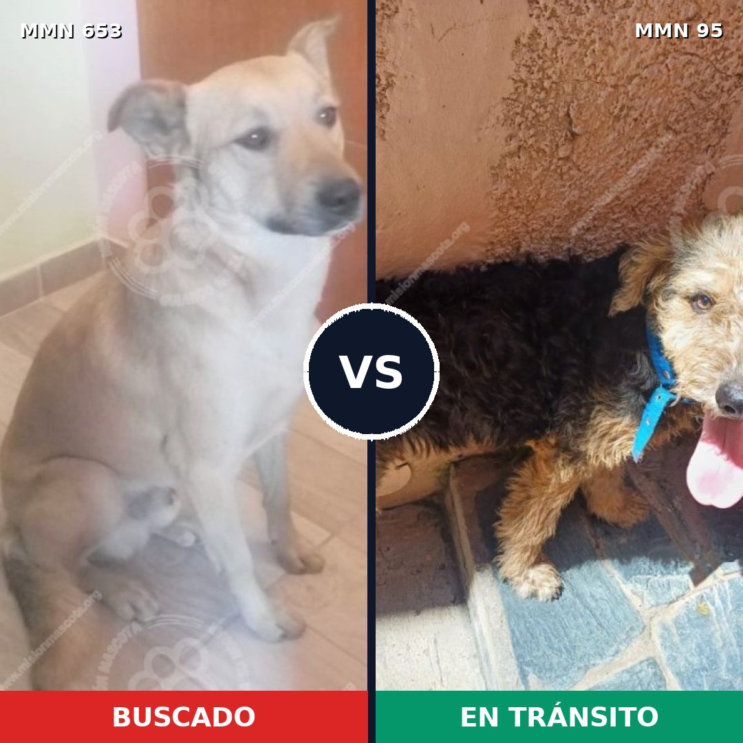 Comparativa MMS 9451: mascota perdida y mascota encontrada, 74% de similitud