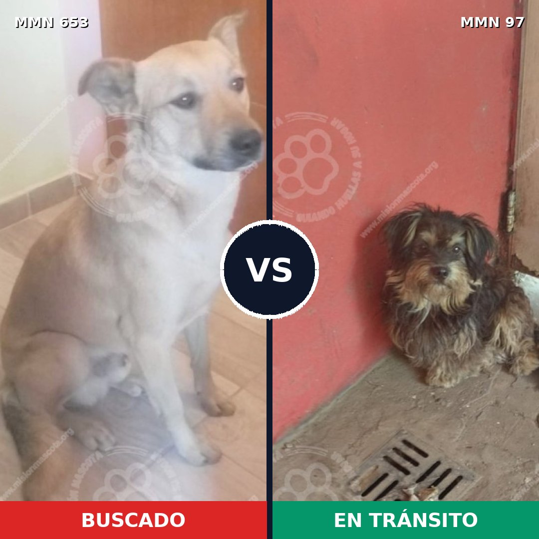 Comparativa MMS 9452: mascota perdida y mascota encontrada, 62% de similitud