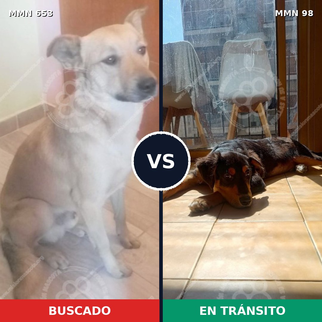 Comparativa MMS 9453: mascota perdida y mascota encontrada, 68% de similitud