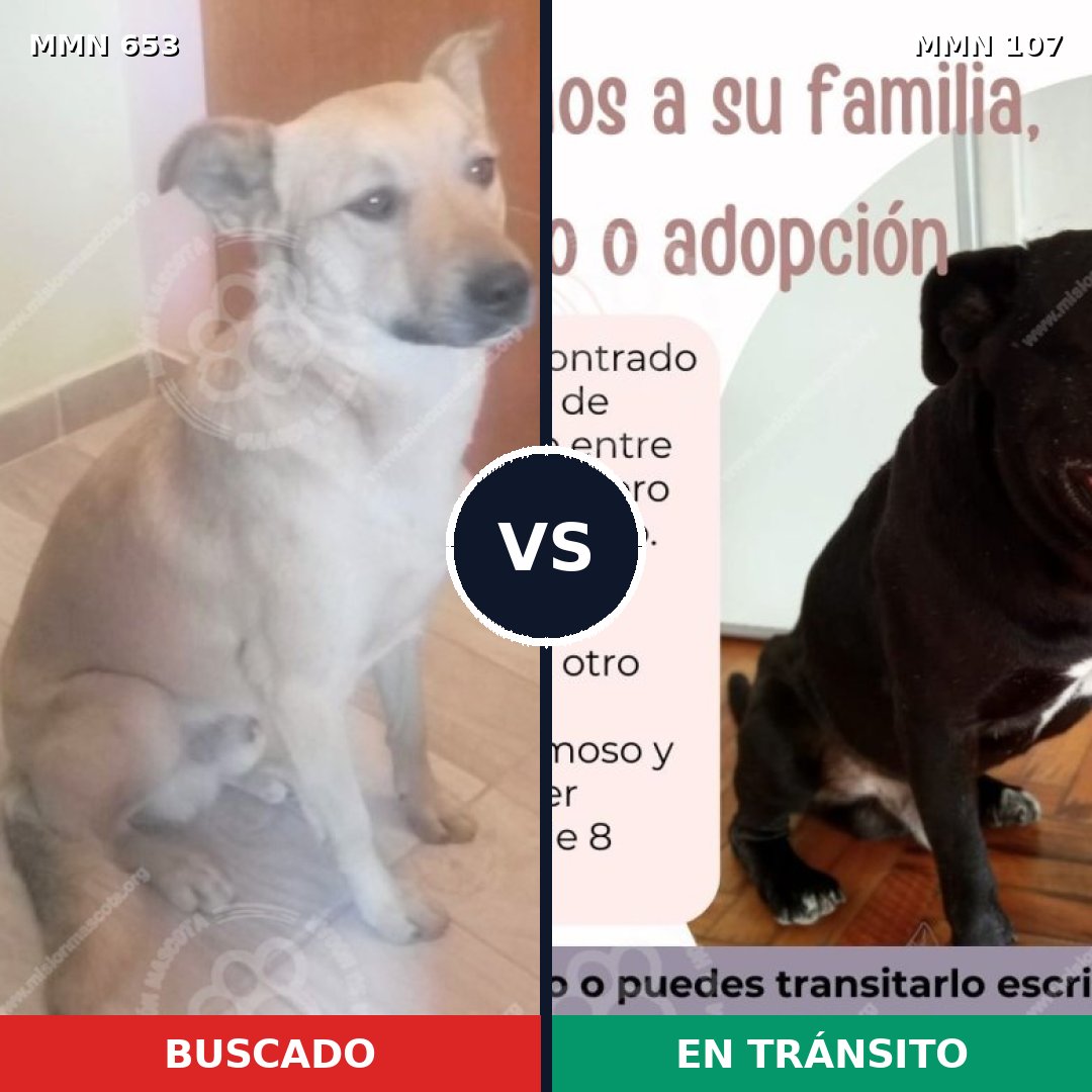 Comparativa MMS 9454: mascota perdida y mascota encontrada, 75% de similitud
