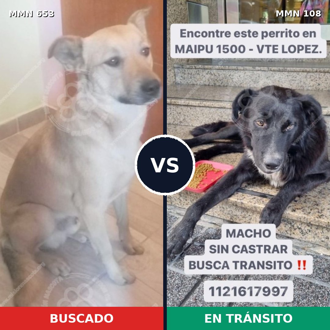 Comparativa MMS 9455: mascota perdida y mascota encontrada, 73% de similitud