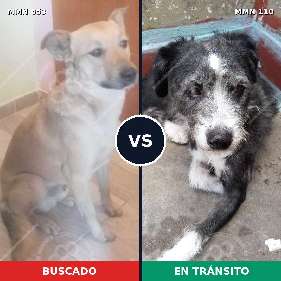 Comparativa MMS 9456: mascota perdida y mascota encontrada, 71% de similitud