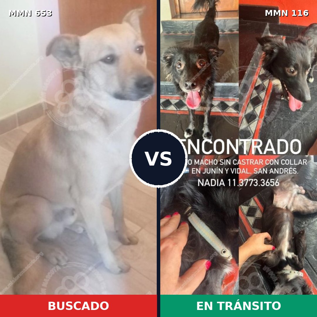 Comparativa MMS 9457: mascota perdida y mascota encontrada, 71% de similitud