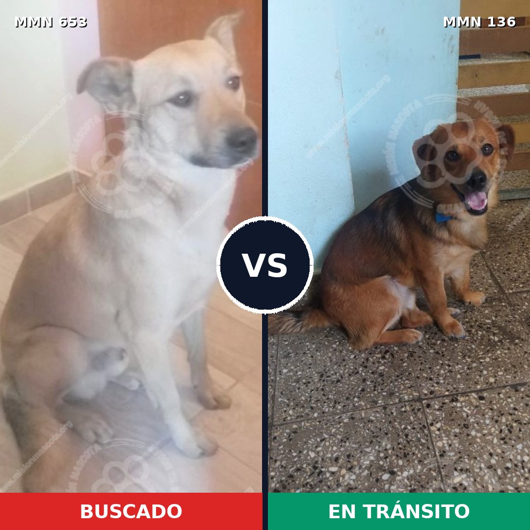 Comparativa MMS 9458: mascota perdida y mascota encontrada, 67% de similitud
