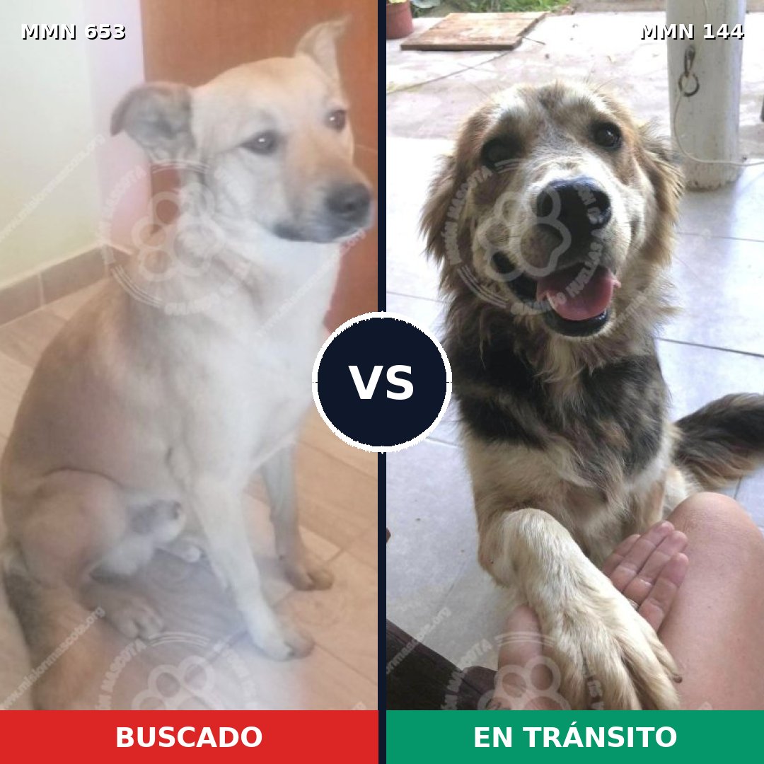 Comparativa MMS 9459: mascota perdida y mascota encontrada, 67% de similitud