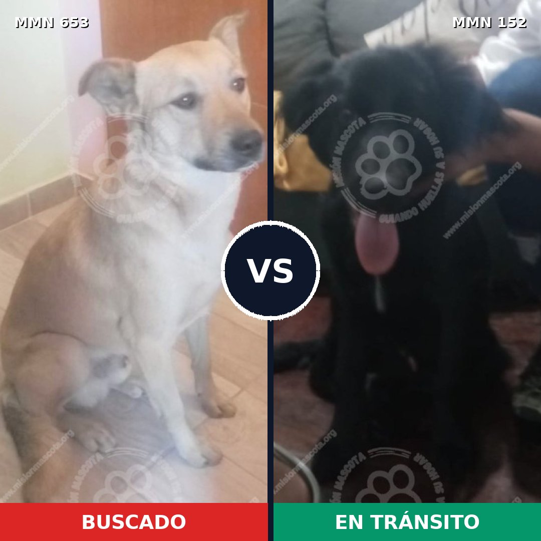 Comparativa MMS 9460: mascota perdida y mascota encontrada, 67% de similitud