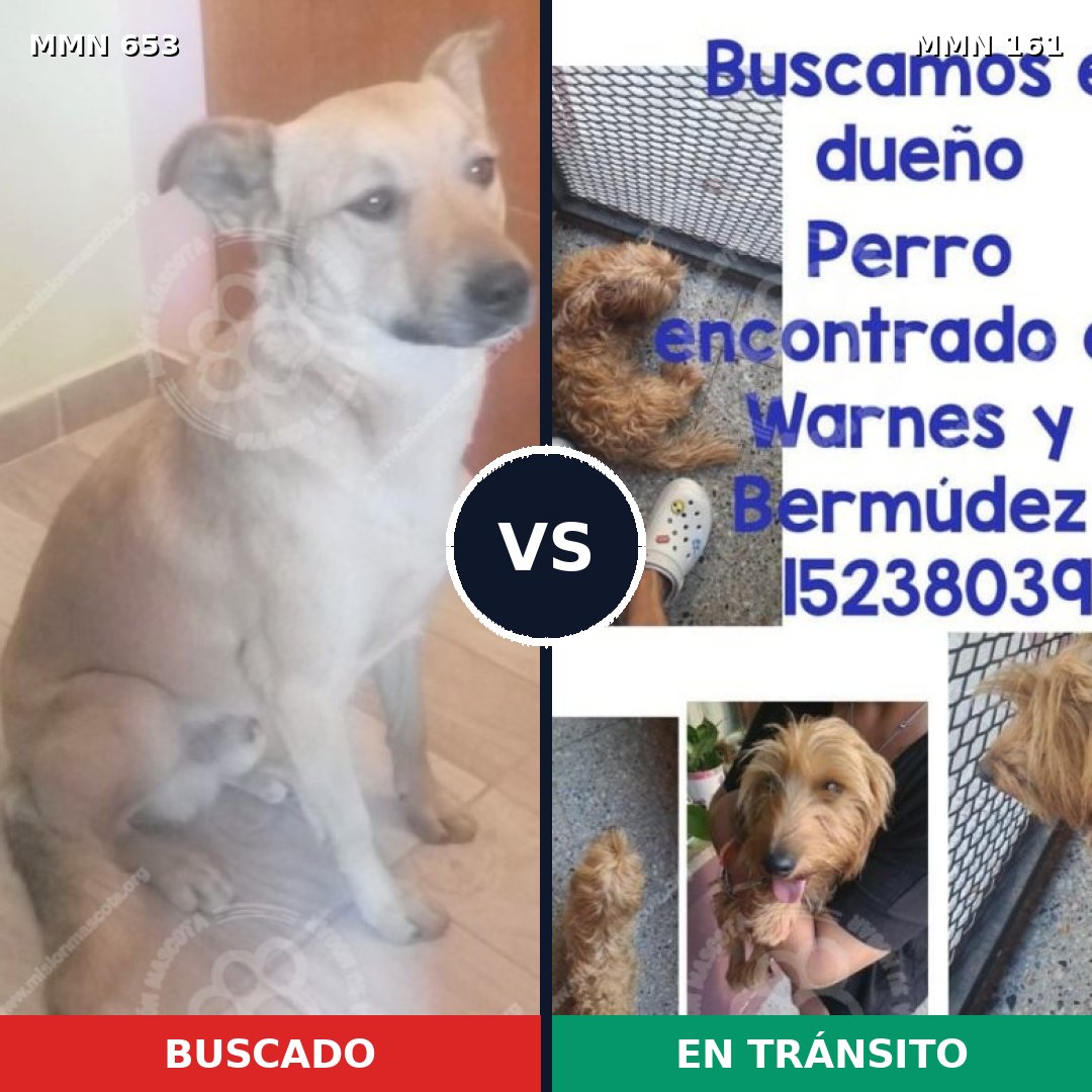 Comparativa MMS 9462: mascota perdida y mascota encontrada, 73% de similitud